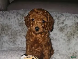 Toy Poodle dogs CHICO - ACA TOY POODLE - Ad 13