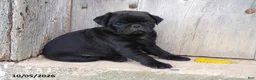 Pug dogs for sale: Davie - Ad 4