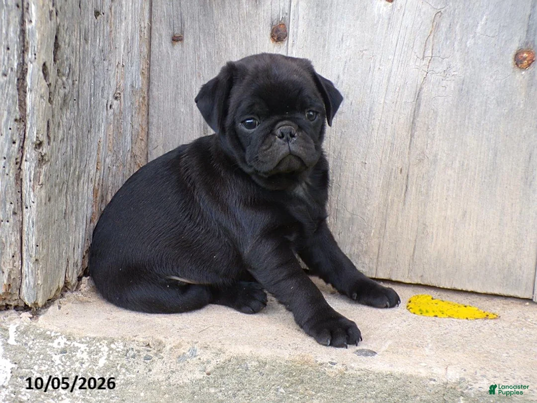 Pug dogs for sale: Davie - Ad 4