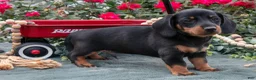 Miniature Dachshund dogs for sale: Logan - Ad 3