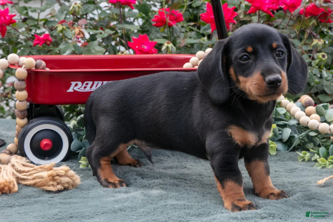 Miniature Dachshund dogs for sale: Logan - Ad 3