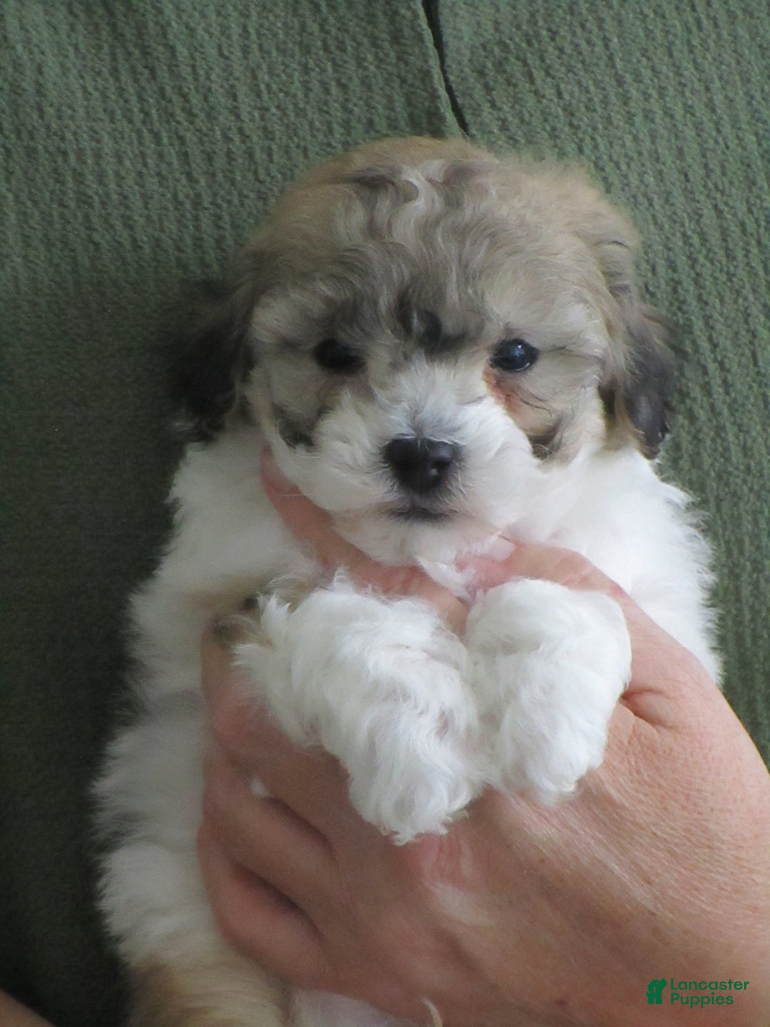 Bichpoo dogs for sale: Louie - Ad 3