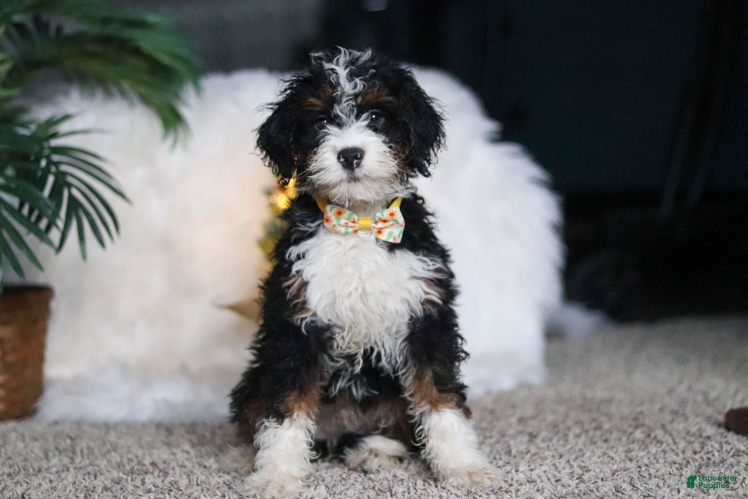 Mini Bernedoodle dogs for sale: Alvin - Ad 5