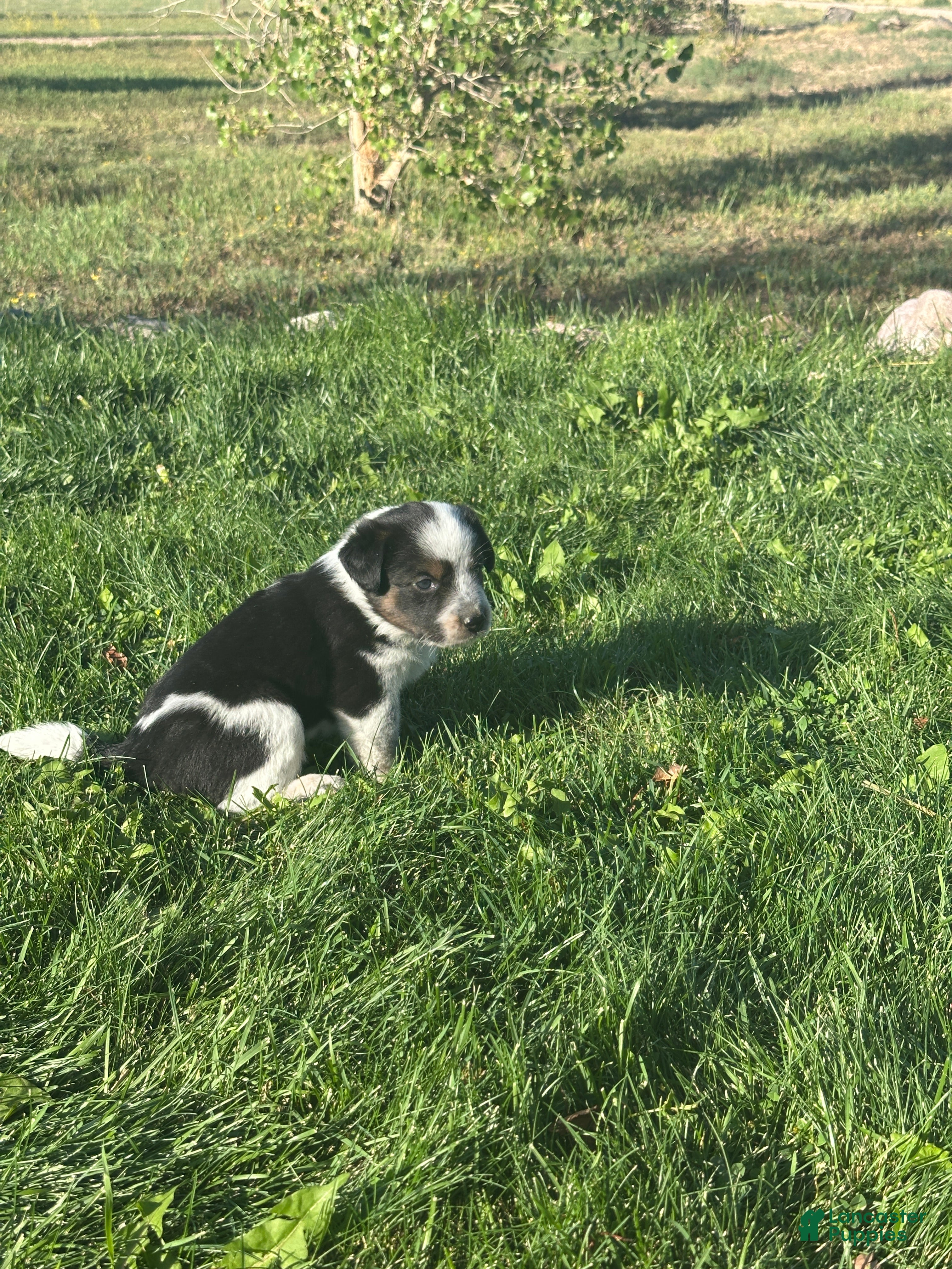Mixed Breed dogs Tri Girl 4 - Ad 2