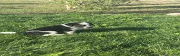 Mixed Breed dogs for sale: Tri Girl 4 - Ad 2