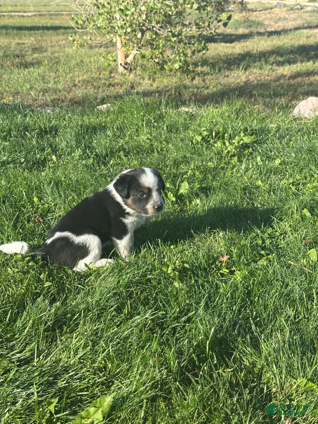Mixed Breed dogs for sale: Tri Girl 4 - Ad 2