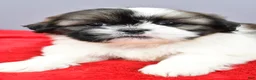 Shih Tzu dogs for sale: Remi - Ad 5