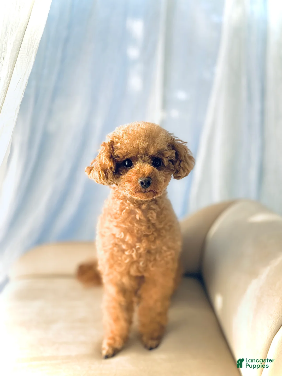 Toy Poodle dogs for sale: Saffron - Ad 10