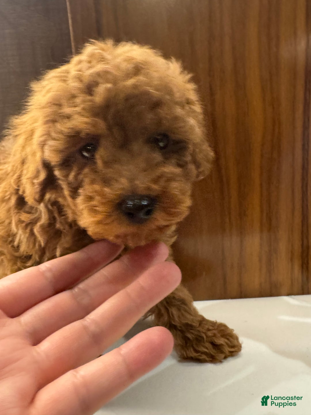 Toy Poodle dogs for sale: Banana - Ad 3