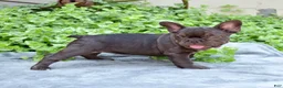 French Bulldog dogs for sale: Feta - Ad 3