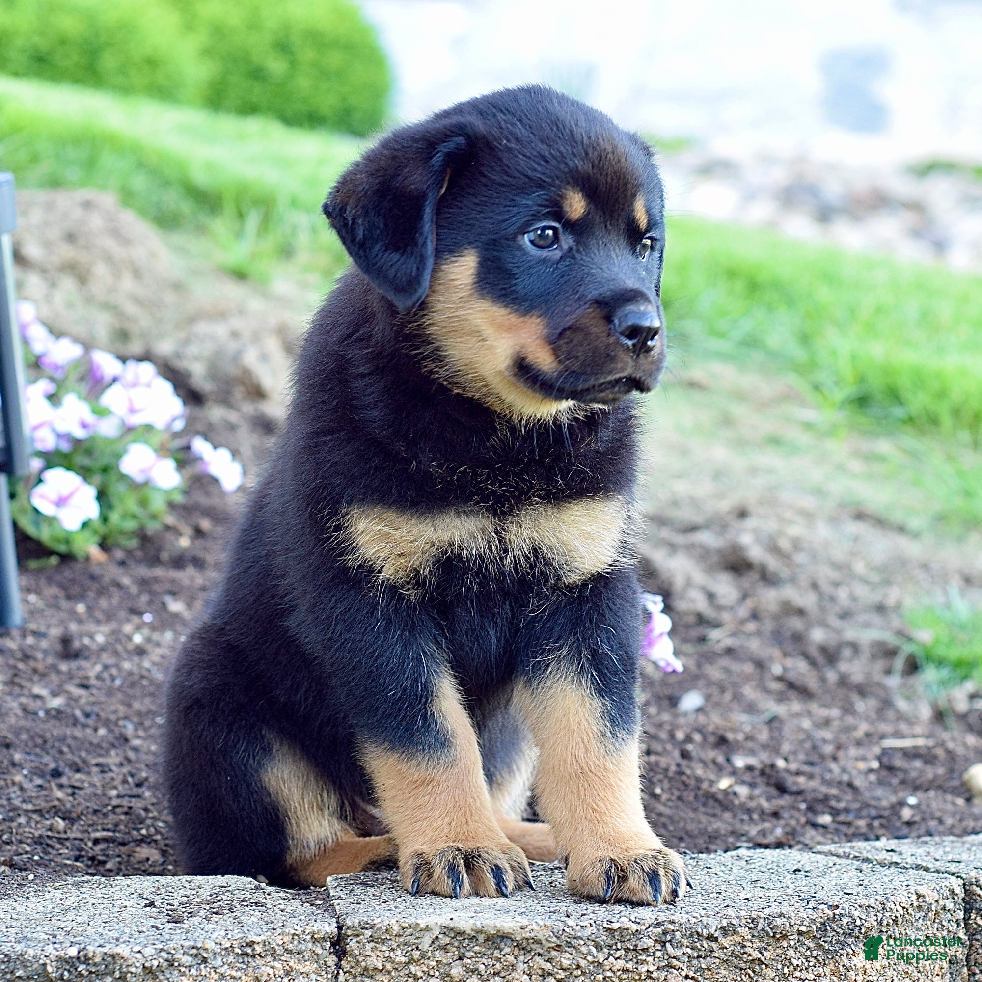 Rottweiler dogs Rudy - Ad 1