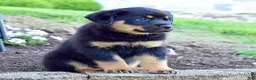 Rottweiler dogs for sale: Rudy - Ad 2