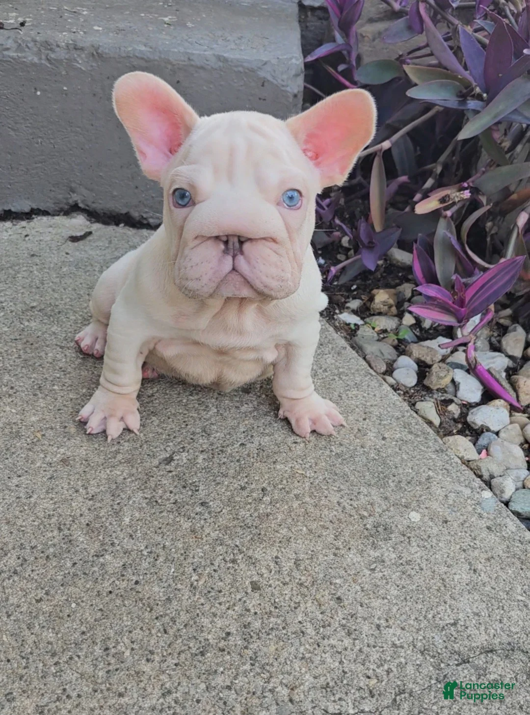 French Bulldog dogs for sale: Aspen - Ad 2