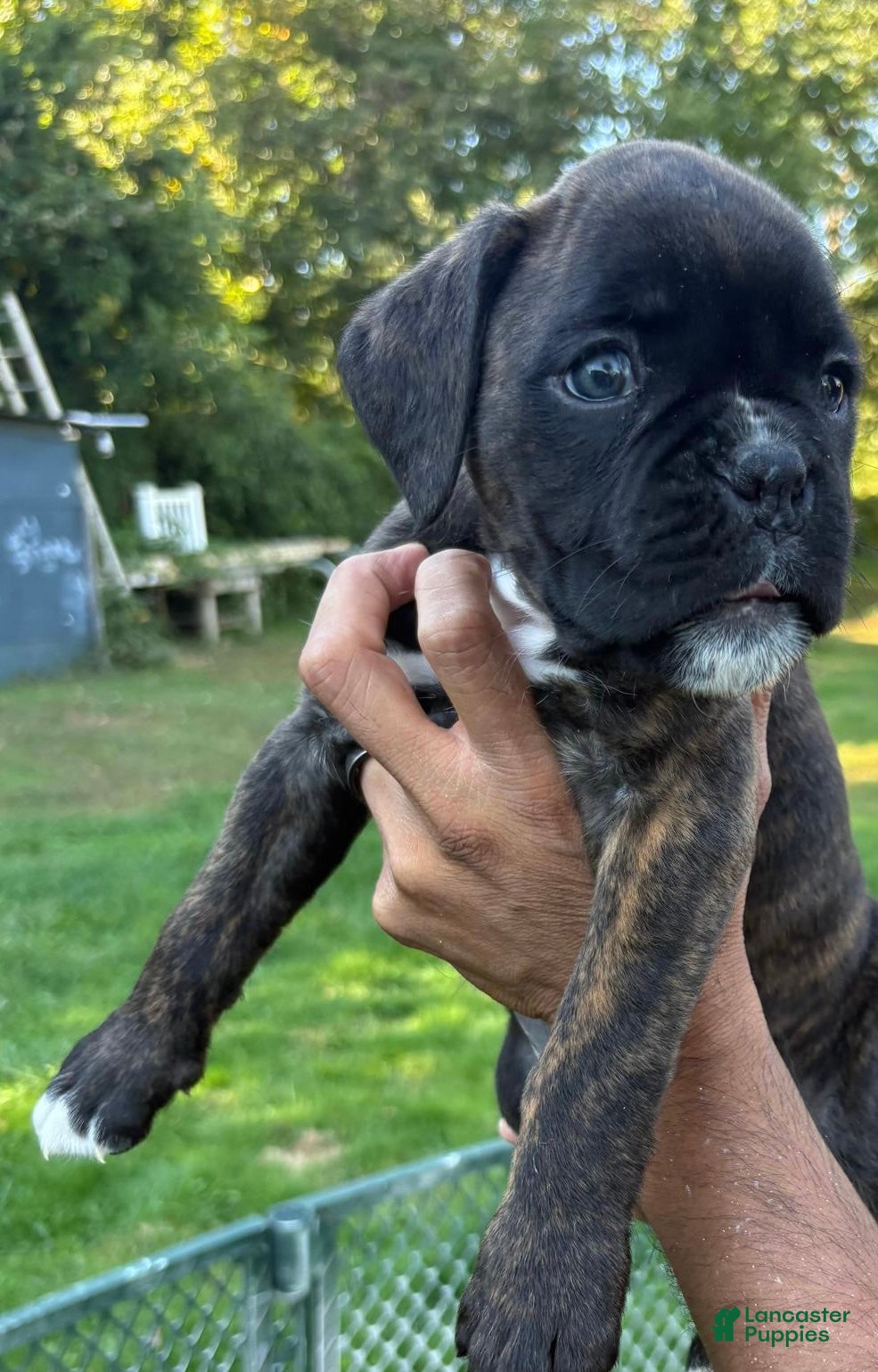 Boxer dogs Bayern - Ad 1