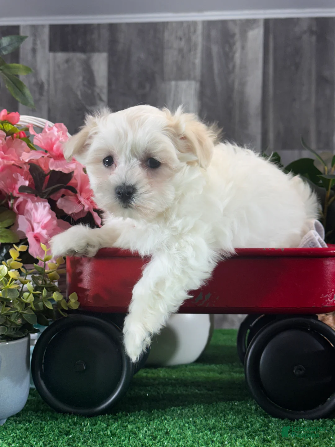 Mixed Breed dogs for sale: Labanon - Ad 6