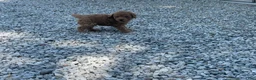 Mini Goldendoodle dogs for sale: Max Mini Goldendoodle  - Ad 9