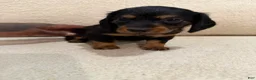 Miniature Dachshund dogs for sale: Miniature Dachshund 1 - Ad 15
