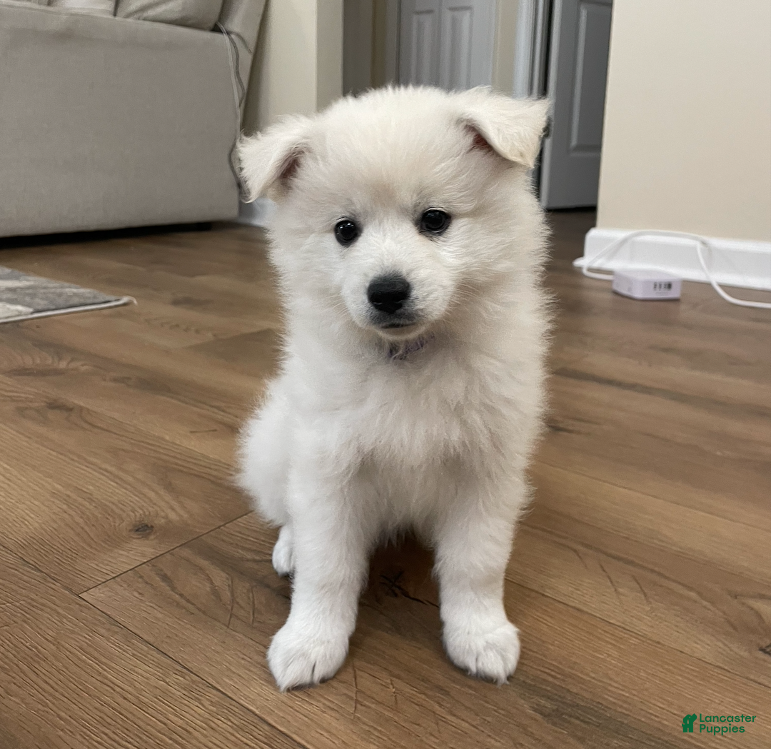 American Eskimo dogs for sale: Brie - Ad 1