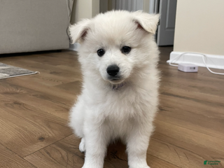 American Eskimo dogs Brie - Ad 3