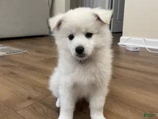 American Eskimo dogs Brie - Ad 25