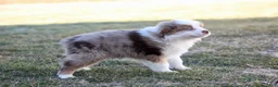 Australian Shepherd dogs for sale: Tucker - Ad 3