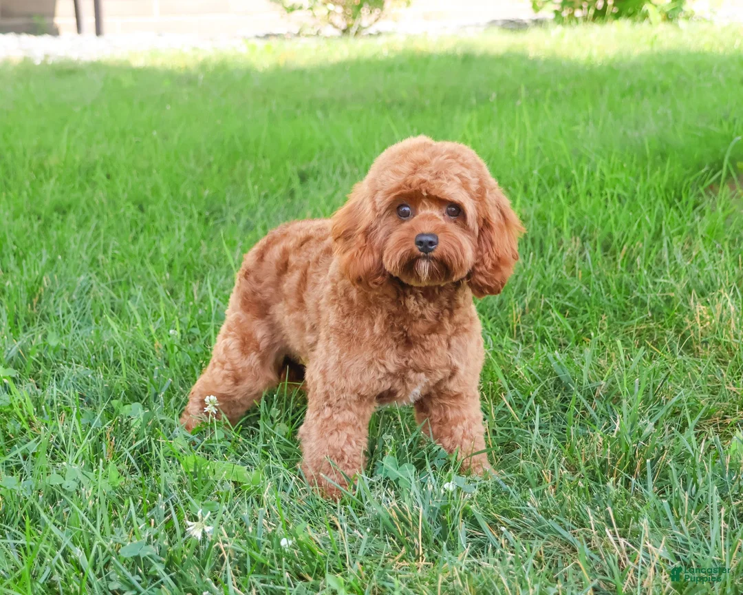 Cavapoo dogs for sale: Cupcake - Ad 5