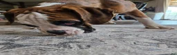 Boxer dogs for sale: Lady - Ad 18