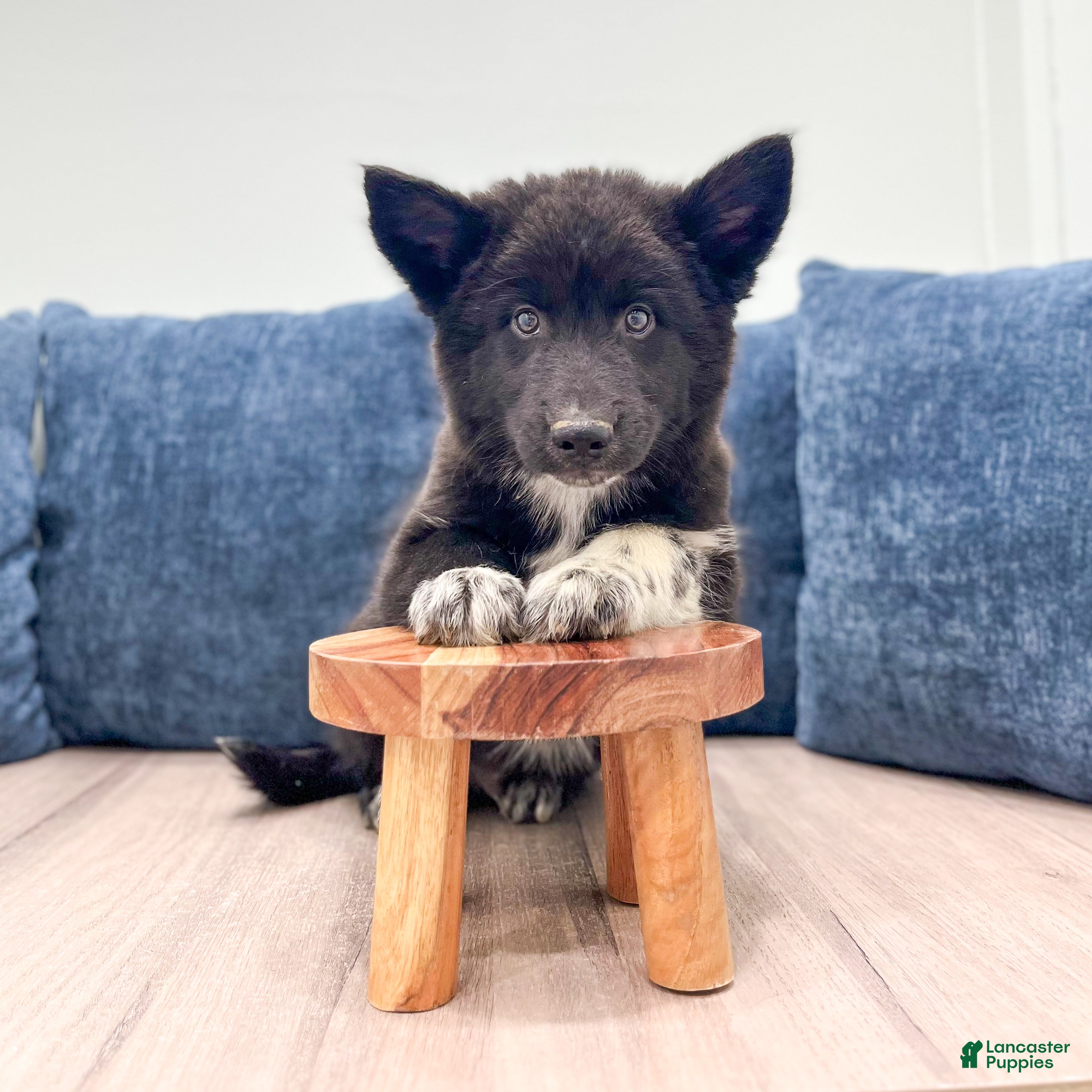 Mixed Breed dogs Rover - Ad 2