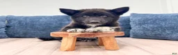 Mixed Breed dogs for sale: Rover - Ad 2