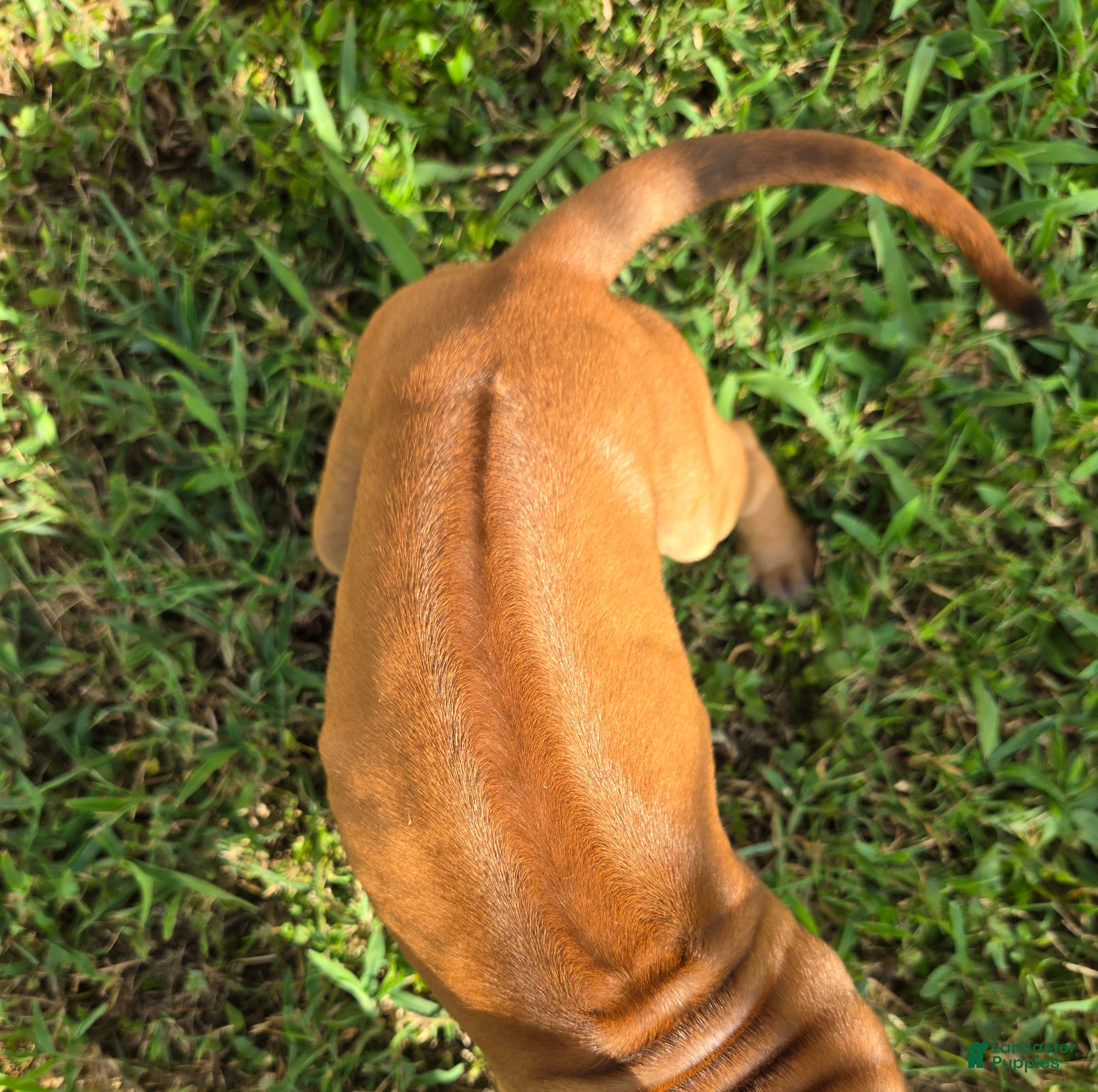Rhodesian Ridgeback dogs Pink Girl - Ad 1