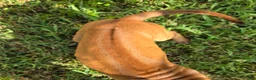 Rhodesian Ridgeback dogs for sale: Pink Girl - Ad 1