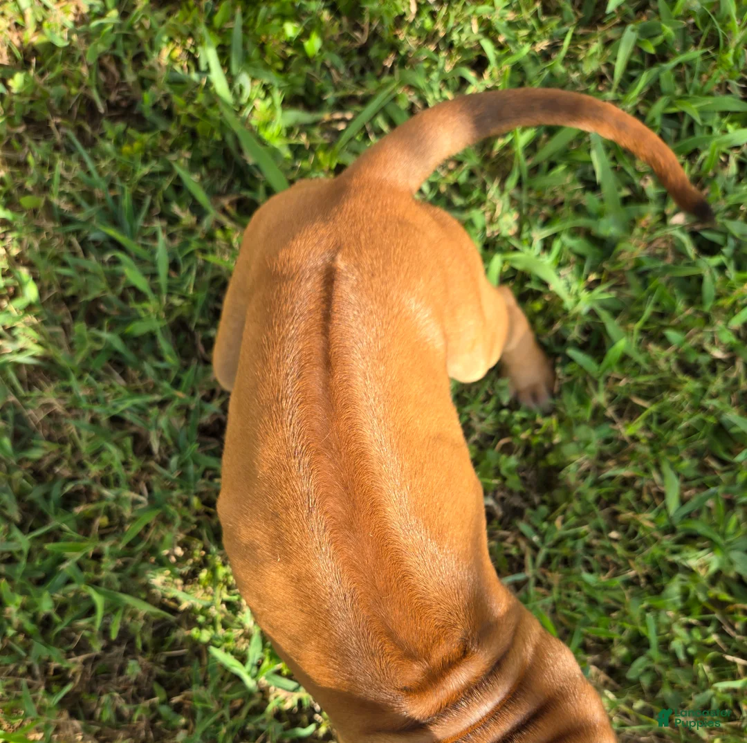 Rhodesian Ridgeback dogs for sale: Pink Girl - Ad 1