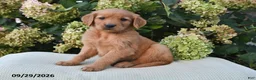 Golden Retriever dogs for sale: Leo - Ad 1