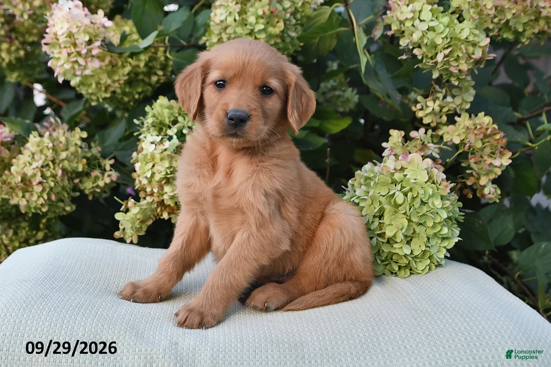 Golden Retriever dogs for sale: Leo - Ad 1