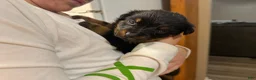 Rottweiler dogs for sale: Rottweiler Puppy 8 - Ad 1