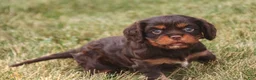 Cavalier King Charles Spaniel dogs for sale: Pollyanna Cavalier King Charles Spaniel  - Ad 6