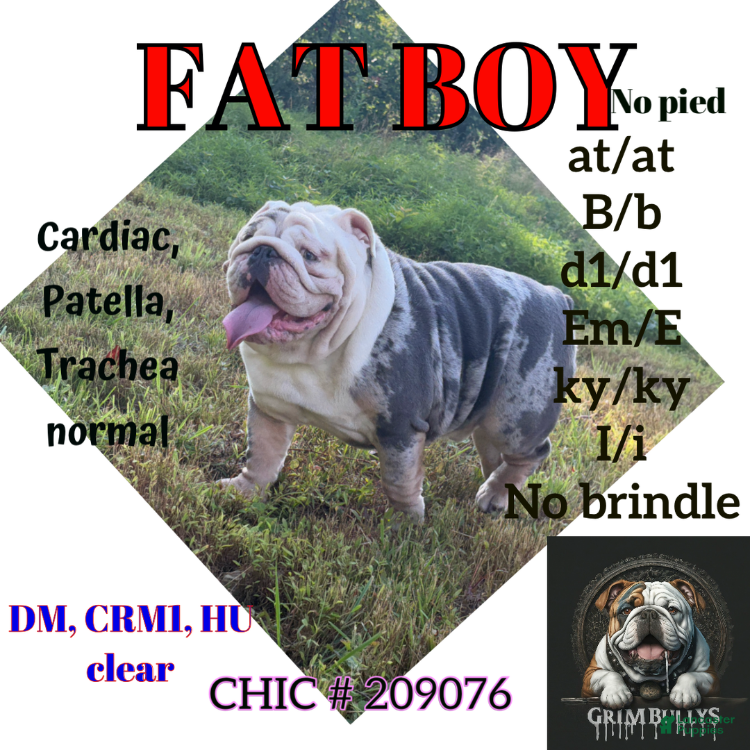 English Bulldog dogs for stud: Fat boy - Ad 1