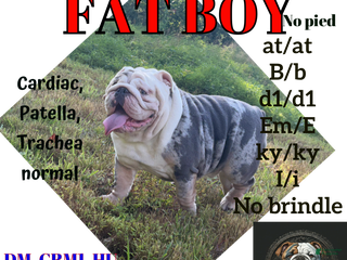 English Bulldog dogs Fat boy - Ad 4