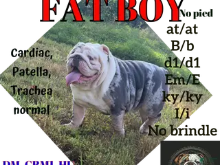 English Bulldog dogs Fat boy - Ad 4