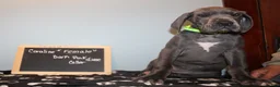 Great Dane dogs for sale: Coraline - Ad 3