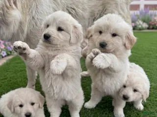 Mixed Breed dogs Mixed Breed Puppy 6 - Ad 40