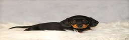 Miniature Dachshund dogs for sale: Hershey - Ad 4