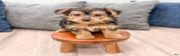 Yorkshire Terrier dogs for sale: Mickey - Ad 2