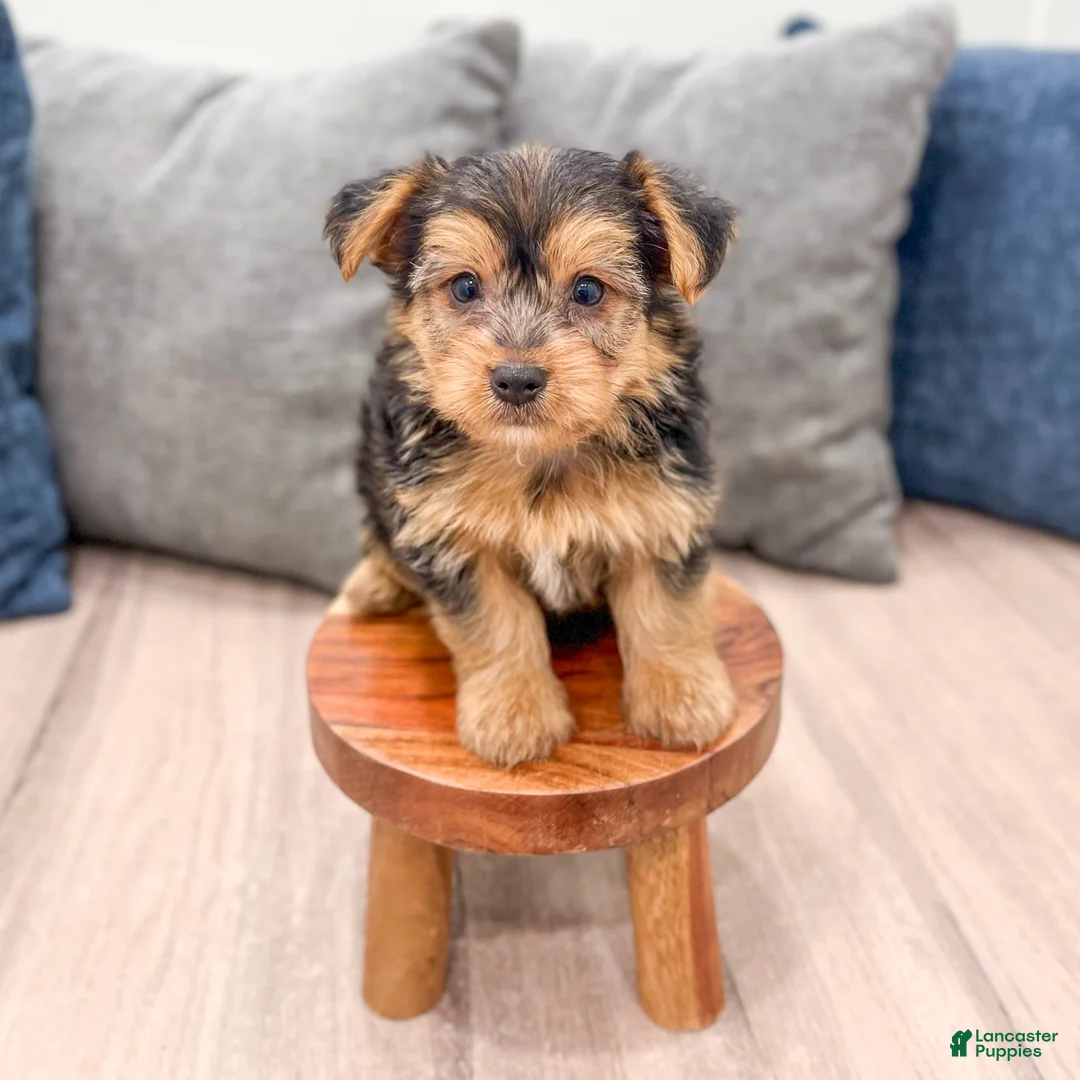 Yorkshire Terrier dogs for sale: Mickey - Ad 2