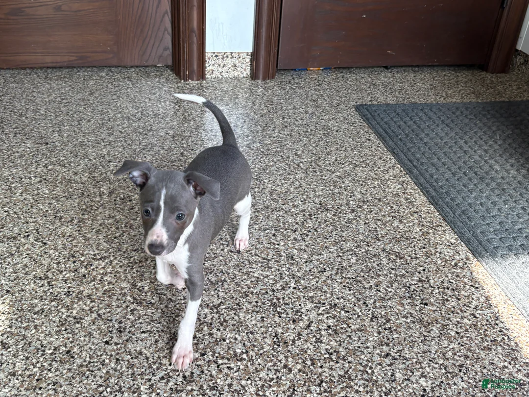 Italian Greyhound dogs for sale: KK - Ad 8