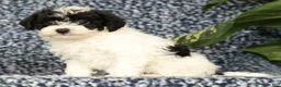 Havapoo dogs for sale: Taylor - Ad 3