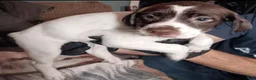 German Shorthaired Pointer dogs for sale: Mac - Ad 3