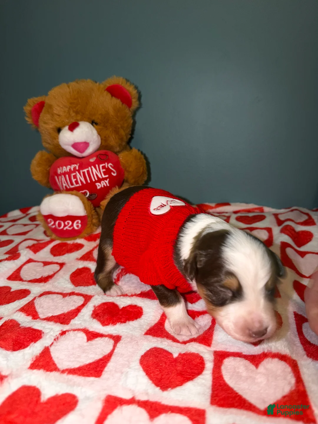 Miniature Australian Shepherd dogs for sale: Tate - Ad 3