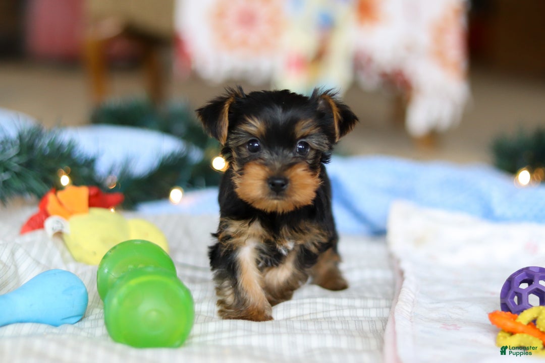 Yorkshire Terrier dogs for sale: Maverick - Ad 1