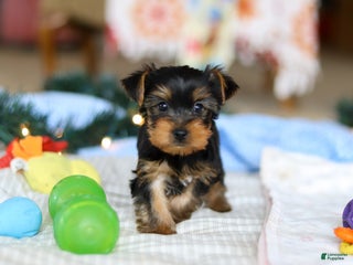 Yorkshire Terrier dogs Maverick - Ad 25